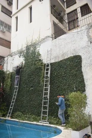 Desmalezado y Retiro de Enredadera en un Consorcio de Parque Chacabuco - imagen 7