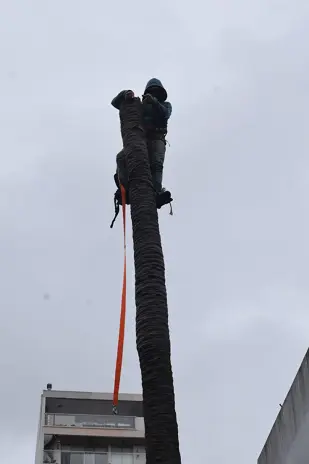 Retiro de Palmera y Limpieza de Patio en San Martín - imagen 1