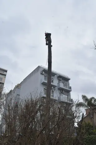 Retiro de Palmera y Limpieza de Patio en San Martín - imagen 2