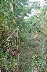 📍 Servicio de Desmalezado y Limpieza de Terreno en San Martín – Buenos Aires - imagen 2