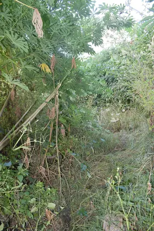 📍 Servicio de Desmalezado y Limpieza de Terreno en San Martín – Buenos Aires - imagen 2