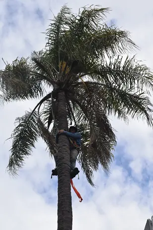 Retiro de Palmera y Limpieza de Patio en San Martín - imagen 3