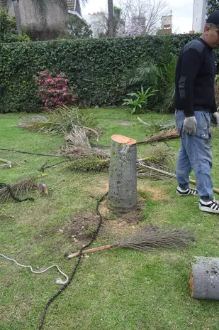Retiro de Palmera y Limpieza de Patio en San Martín - imagen 7