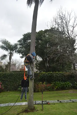Retiro de Palmera y Limpieza de Patio en San Martín - imagen 8