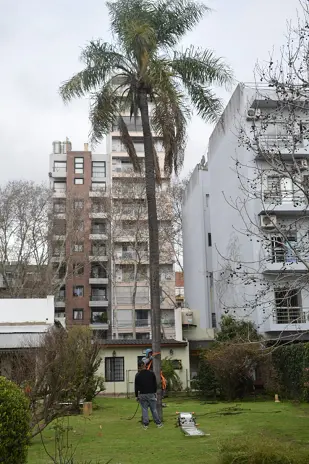 Retiro de Palmera y Limpieza de Patio en San Martín - imagen 9