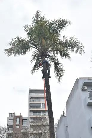 Retiro de Palmera y Limpieza de Patio en San Martín - imagen 10