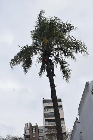 Retiro de Palmera y Limpieza de Patio en San Martín - imagen 11