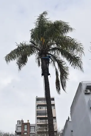 Retiro de Palmera y Limpieza de Patio en San Martín - imagen 12