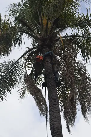 Retiro de Palmera y Limpieza de Patio en San Martín - imagen 13