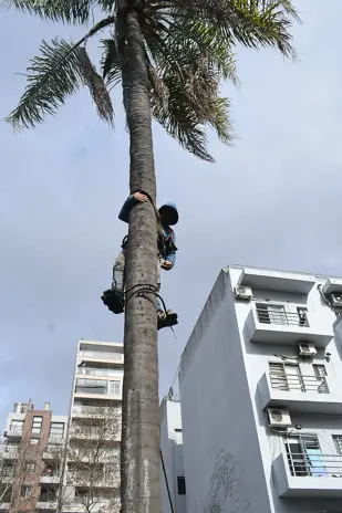 Retiro de Palmera y Limpieza de Patio en San Martín - imagen 14