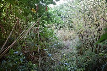 📍 Servicio de Desmalezado y Limpieza de Terreno en San Martín – Buenos Aires - imagen 3