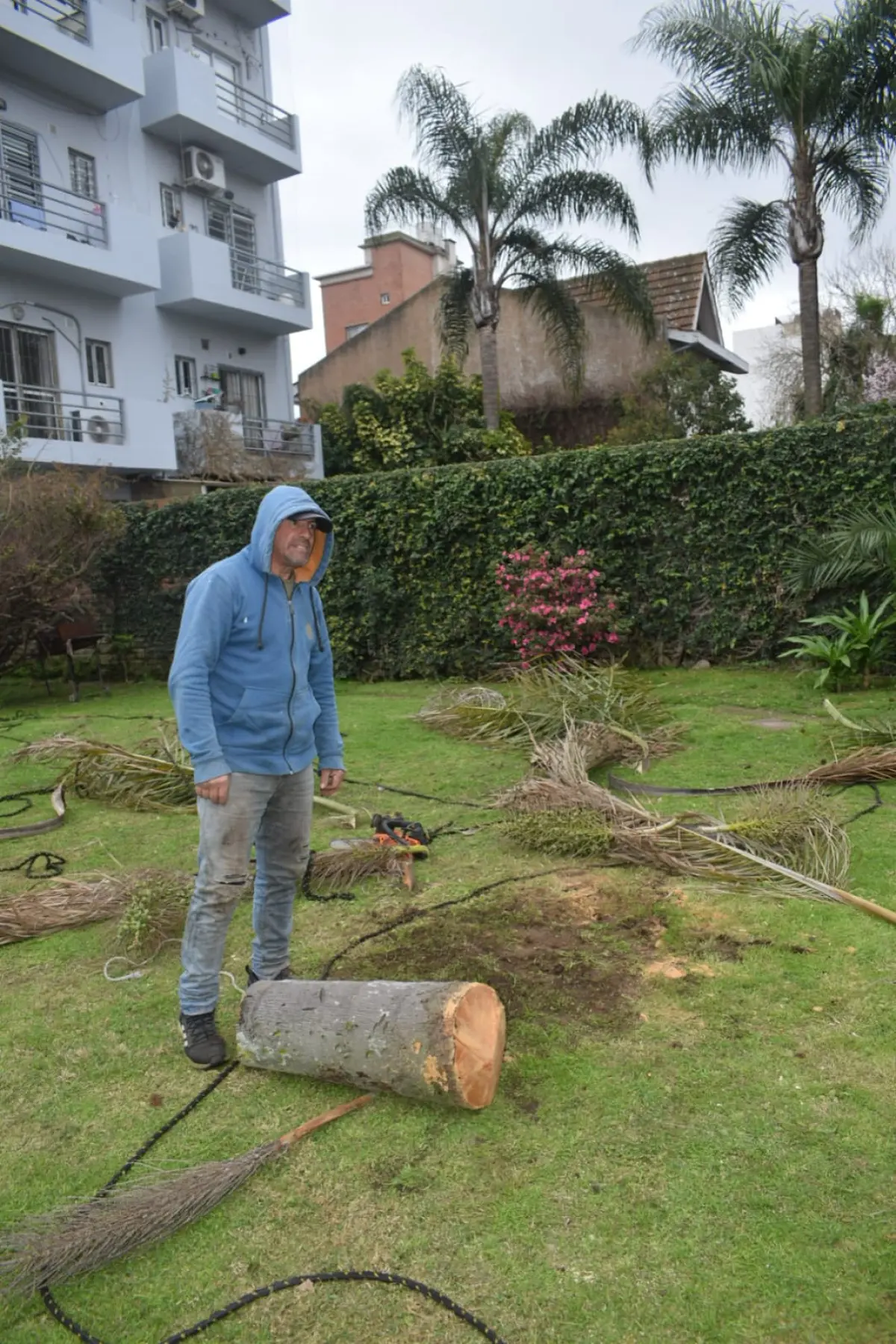 Retiro de Palmera y Limpieza de Patio en San Martín
