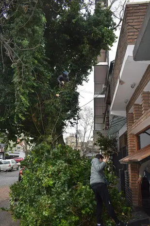 Poda y Retiro de Ramas de un Árbol Grande en Villa Mitre, CABA - imagen 1
