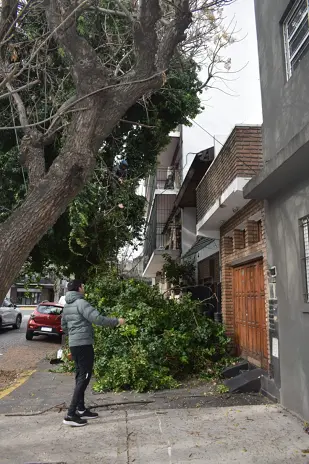 Poda y Retiro de Ramas de un Árbol Grande en Villa Mitre, CABA - imagen 2