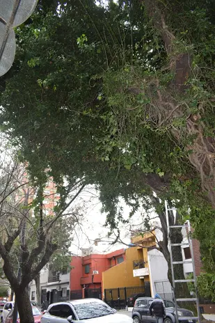 Poda y Retiro de Ramas de un Árbol Grande en Villa Mitre, CABA - imagen 3