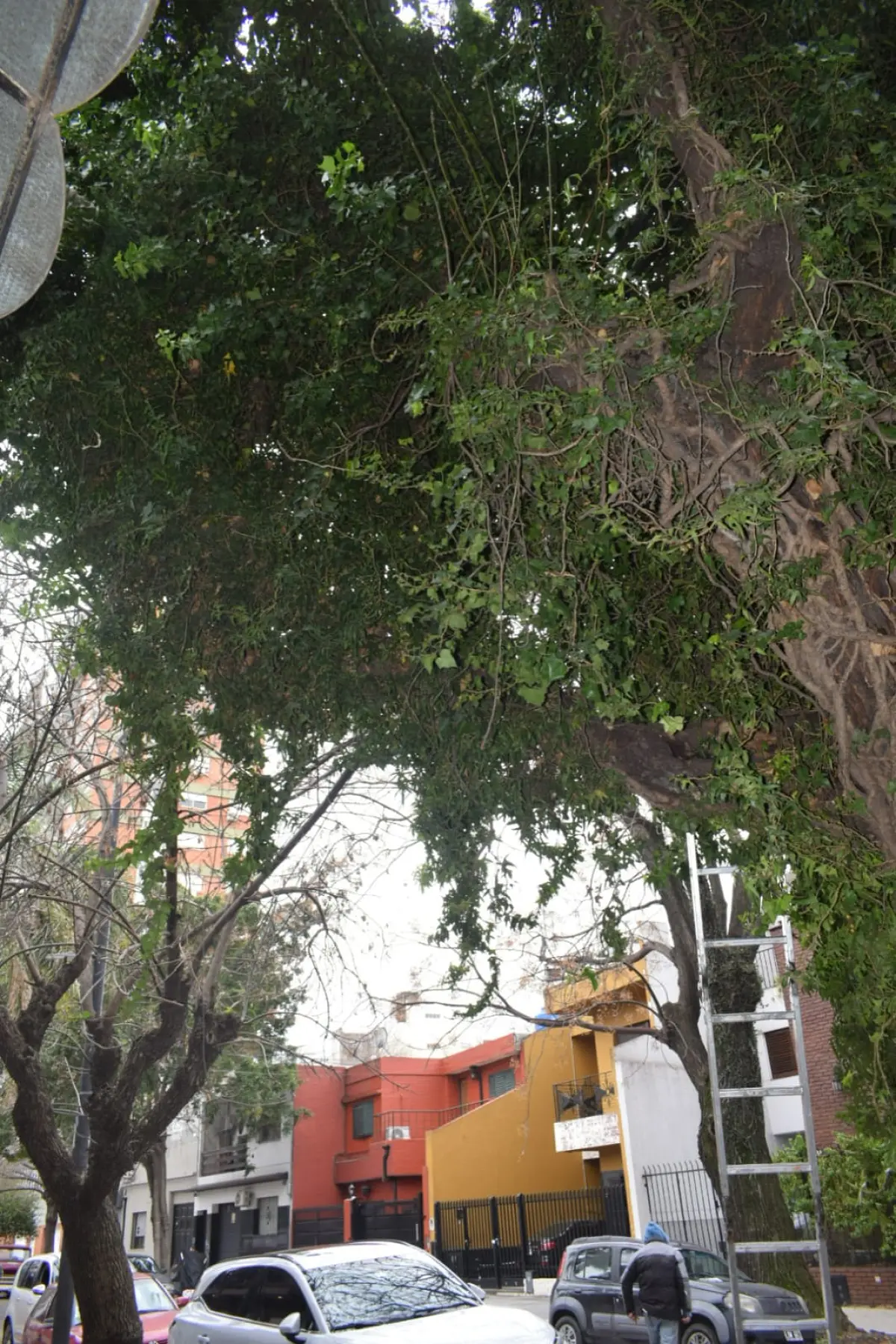 Poda y Retiro de Ramas de un Árbol Grande en Villa Mitre, CABA