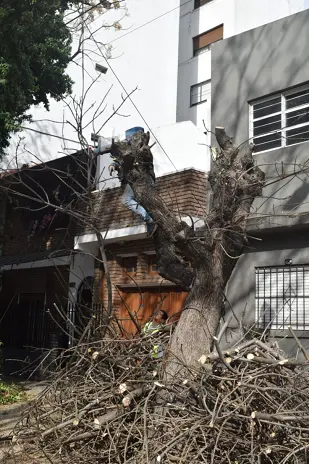 Poda de Árbol y Limpieza de Palmera en una Vivienda de Villa Mitre - imagen 2