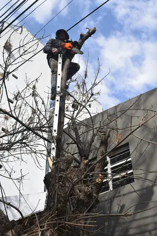 Poda de Árbol y Limpieza de Palmera en una Vivienda de Villa Mitre - imagen 3