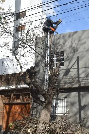 Poda de Árbol y Limpieza de Palmera en una Vivienda de Villa Mitre - imagen 7