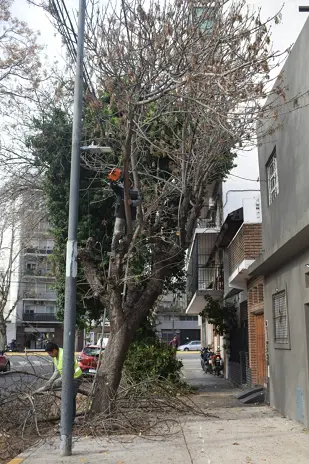 Poda de Árbol y Limpieza de Palmera en una Vivienda de Villa Mitre - imagen 8