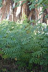 📍 Servicio de Desmalezado y Limpieza de Terreno en San Martín – Buenos Aires - imagen 4