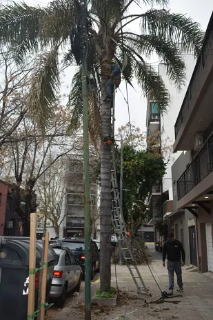 Poda de Árbol y Limpieza de Palmera en una Vivienda de Villa Mitre - imagen 9
