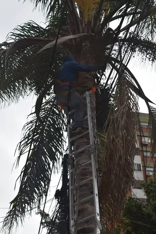 Poda de Árbol y Limpieza de Palmera en una Vivienda de Villa Mitre - imagen 10