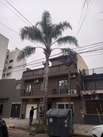 Poda de Árbol y Limpieza de Palmera en una Vivienda de Villa Mitre - imagen 11