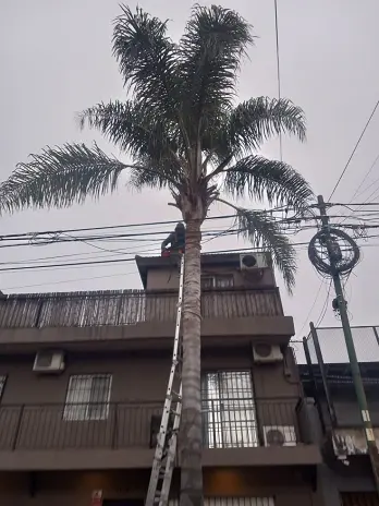 Poda de Árbol y Limpieza de Palmera en una Vivienda de Villa Mitre - imagen 12