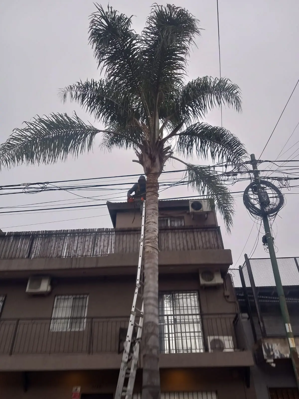 Poda de Árbol y Limpieza de Palmera en una Vivienda de Villa Mitre