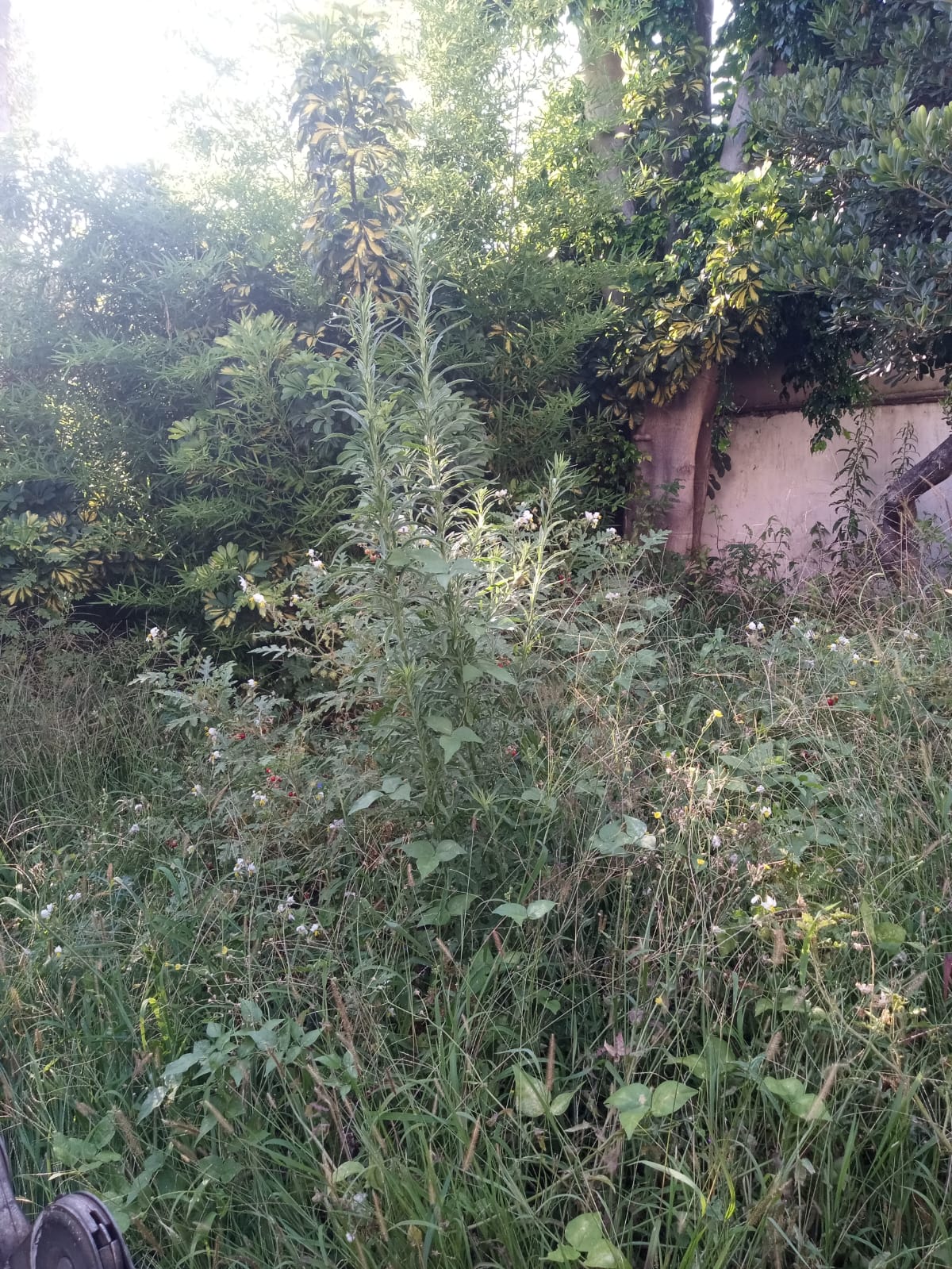 📍 Servicio de Desmalezado de Terreno en Saavedra – CABA, Buenos Aires