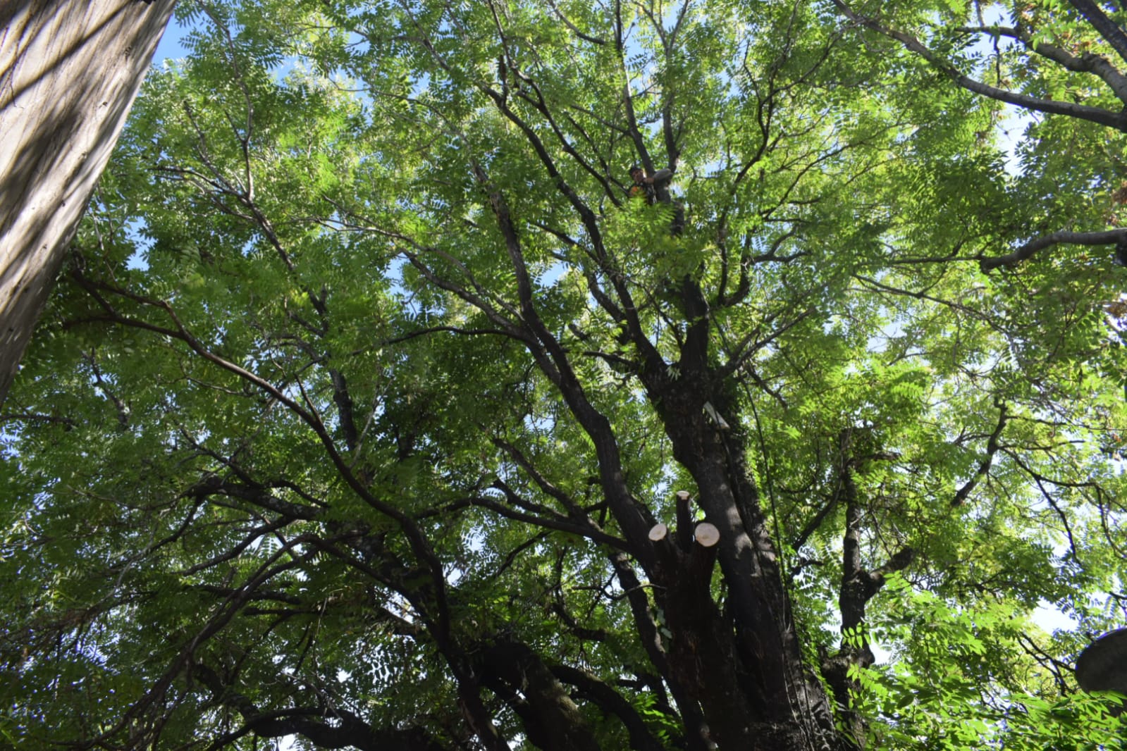 Poda de Altura de Enorme Árbol en Patio de una Casa en Chacarita - CABA -  Buenos Aires 